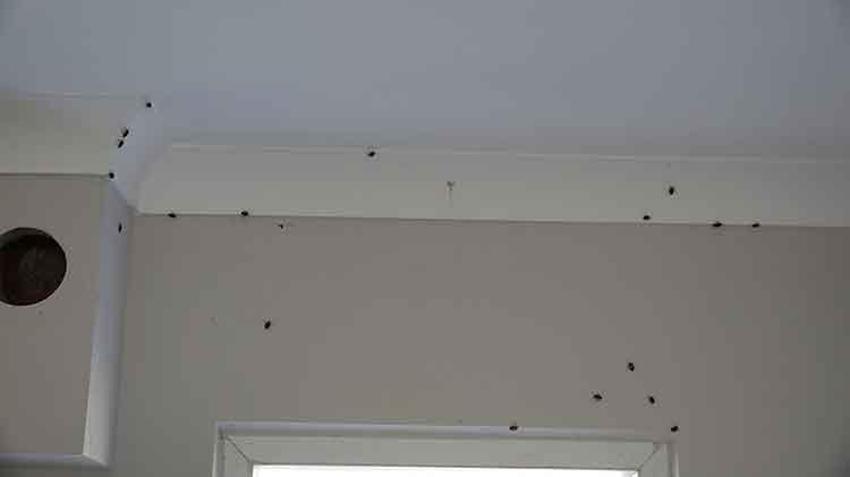 Kokarca zehirli değil ama tehlikeli! Uzmanından kritik uyarı: 'Kesinlikle el teması kurmayın!'