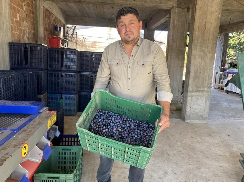 Zeytinin numara fiyatı belli oldu! Manisa'da üreticinin yüzü güldü