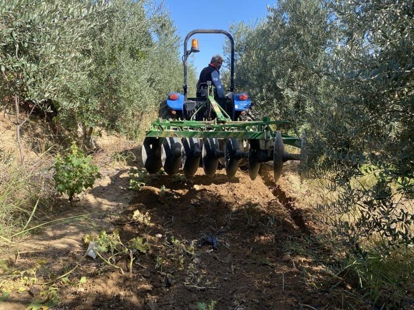 Zeytinin numara fiyatı belli oldu! Manisa'da üreticinin yüzü güldü