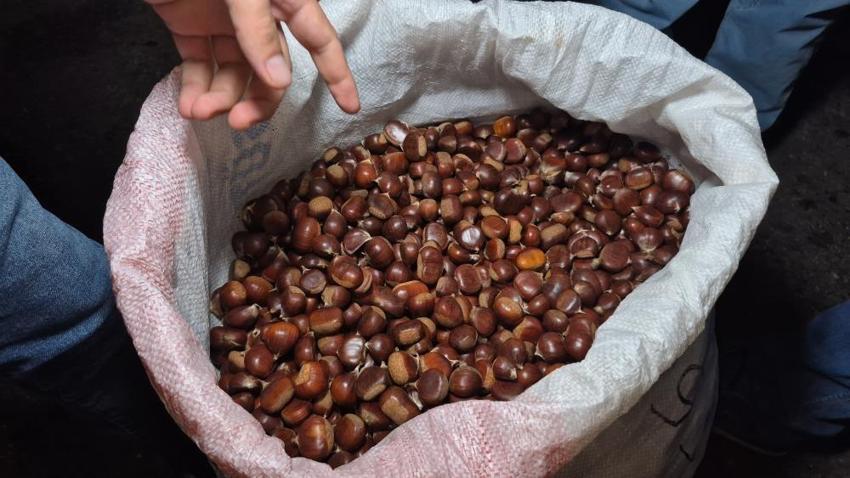 Kestanenin kilosu rekor kırdı: Rekolte bu yıl yüzde 50 düştü