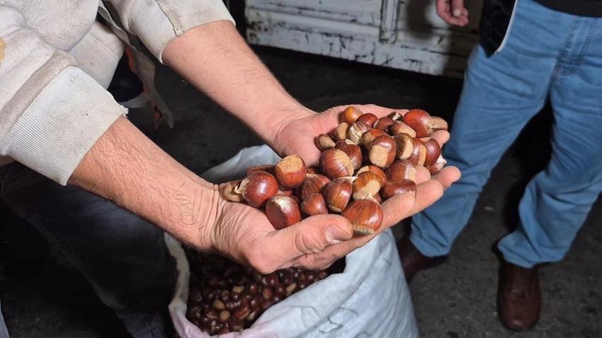 Kestanenin kilosu rekor kırdı: Rekolte bu yıl yüzde 50 düştü