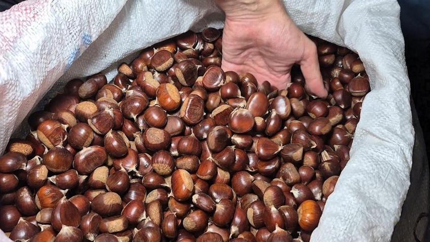Kestanenin kilosu rekor kırdı: Rekolte bu yıl yüzde 50 düştü