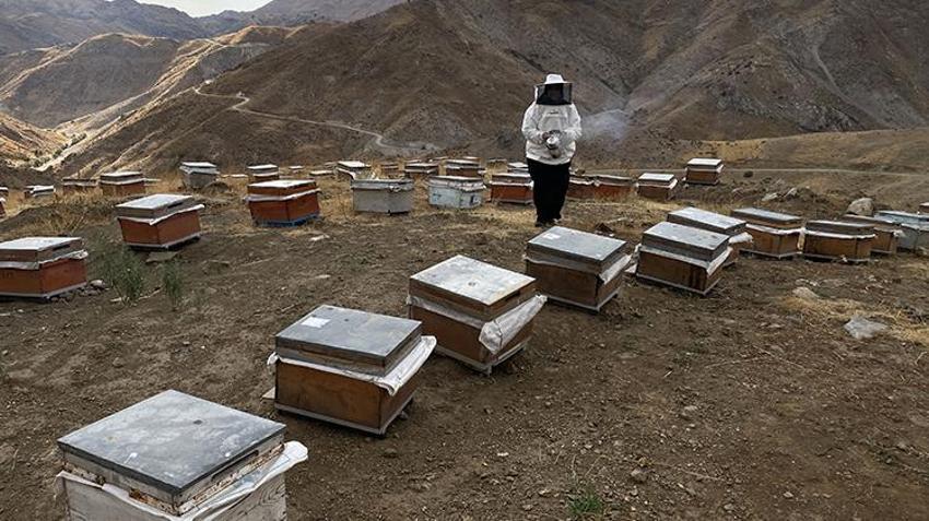 Bitlisli kadın 30 kovanla başladı, şimdi 300 kovanla üretim yapıyor! Türkiye'nin her yerinden sipariş yağıyor
