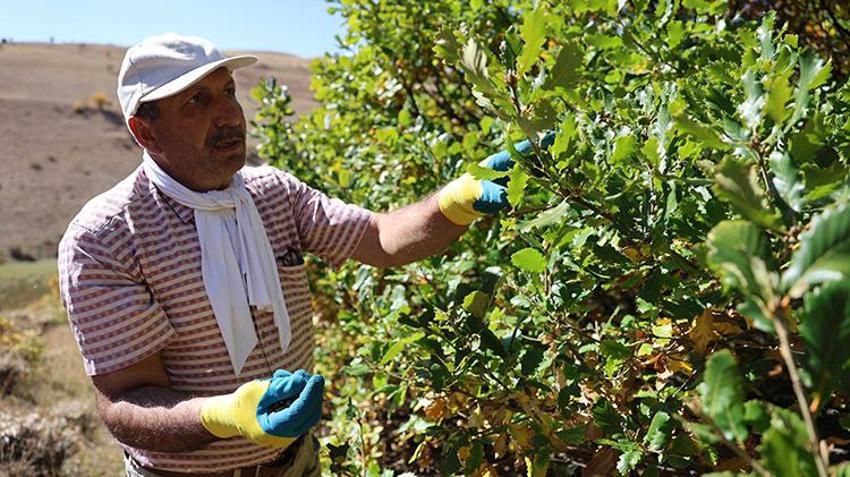 Bayburt'ta bir öğretmen, 21 Yıldır dağlarda geziyor ve tek bir amacı var!