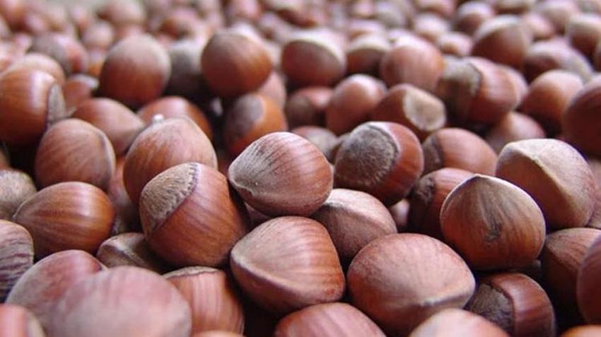 Fındık fiyatları düştü! En yüksek fiyat Tarım Kredi Kooperatifleri'nden geldi