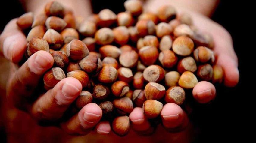 Fındık fiyatları düştü! En yüksek fiyat Tarım Kredi Kooperatifleri'nden geldi