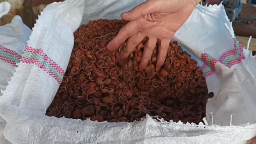 Fındık fiyatları düştü! En yüksek fiyat Tarım Kredi Kooperatifleri'nden geldi