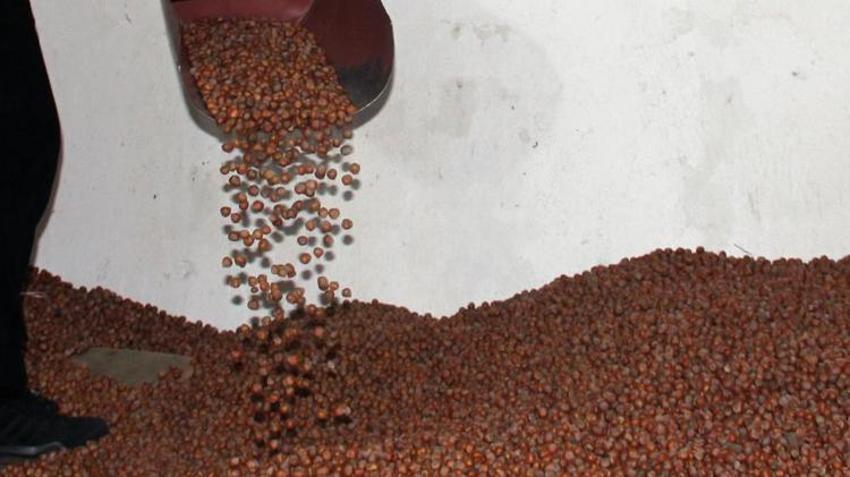 Fındık fiyatları düştü! En yüksek fiyat Tarım Kredi Kooperatifleri'nden geldi