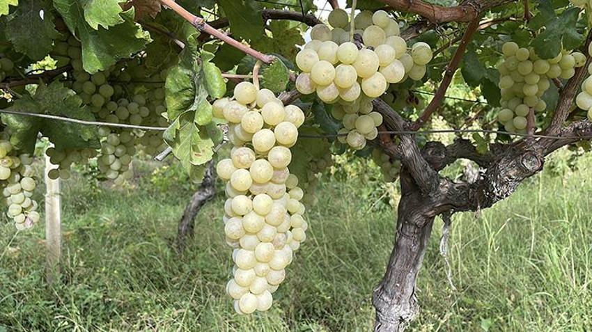 Sakarya'da 5 ton 500 kilograma düştü, jandarma nöbet tutmaya başladı!