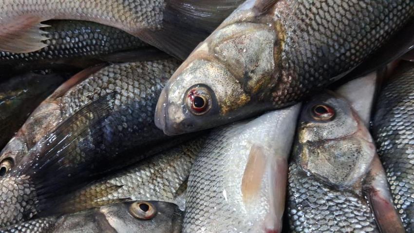 İnci kefali tezgahlarda! Kırmızı ete alternatif oldu: Kilogram fiyatı 120 TL