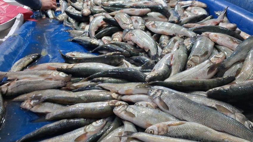 İnci kefali tezgahlarda! Kırmızı ete alternatif oldu: Kilogram fiyatı 120 TL