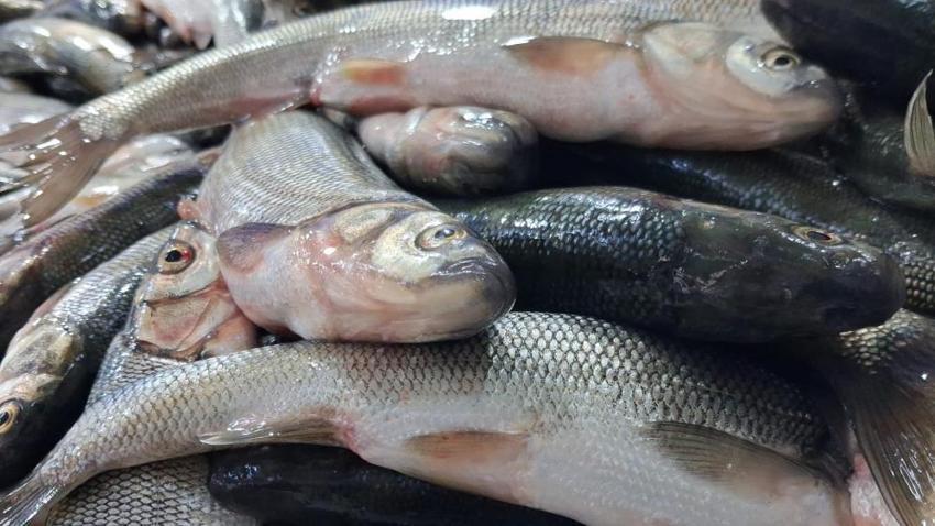 İnci kefali tezgahlarda! Kırmızı ete alternatif oldu: Kilogram fiyatı 120 TL