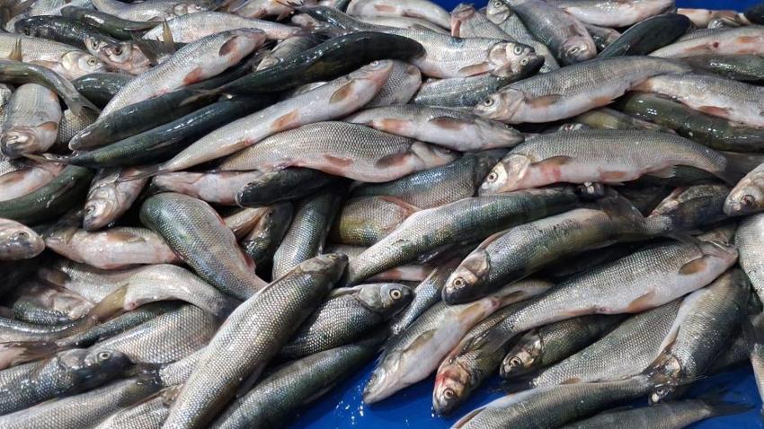 İnci kefali tezgahlarda! Kırmızı ete alternatif oldu: Kilogram fiyatı 120 TL