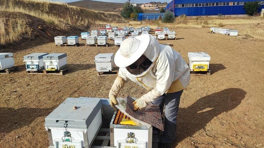 En yakın köye 12 km uzakta yetişiyor! Mesleğe yeni başladı, kilosu bin TL'ye satış rekoru kırıyor