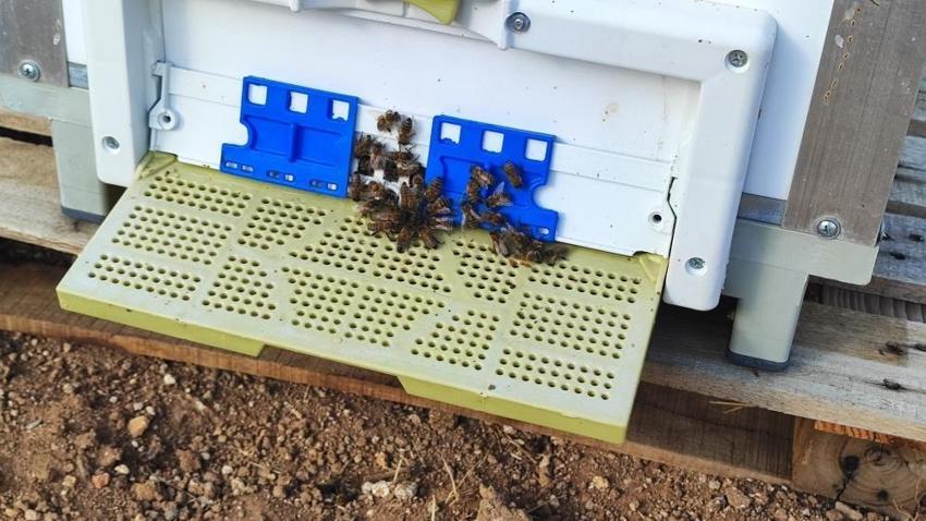 En yakın köye 12 km uzakta yetişiyor! Mesleğe yeni başladı, kilosu bin TL'ye satış rekoru kırıyor