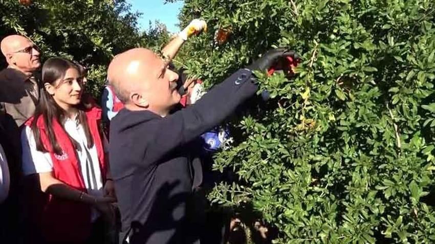 Adıyaman'da hasat başladı! Yıllık 500 bin ton üretilen ürün 9 ülkeye ihraç edilecek