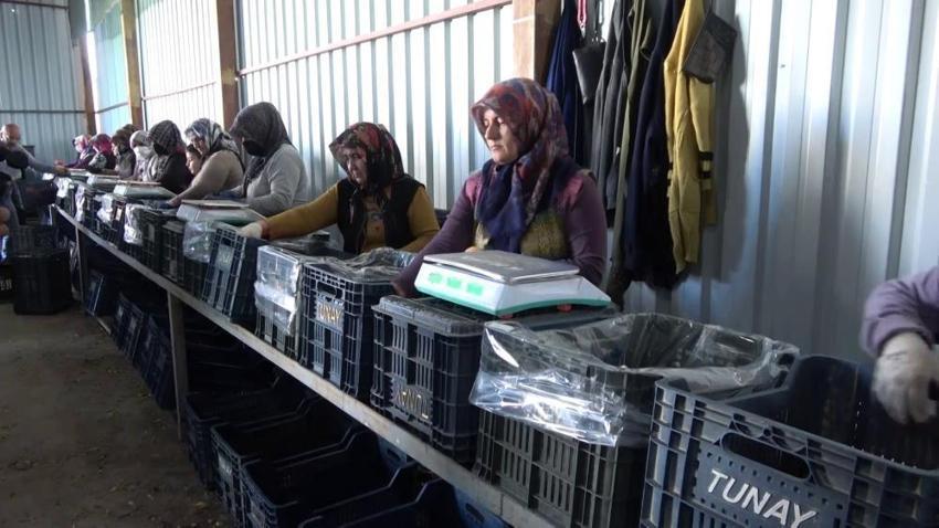 Adıyaman'da hasat başladı! Yıllık 500 bin ton üretilen ürün 9 ülkeye ihraç edilecek