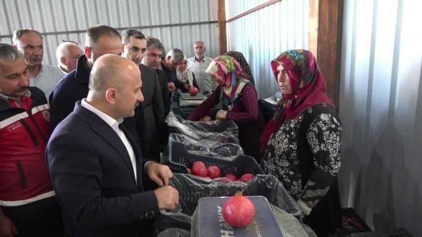 Adıyaman'da hasat başladı! Yıllık 500 bin ton üretilen ürün 9 ülkeye ihraç edilecek
