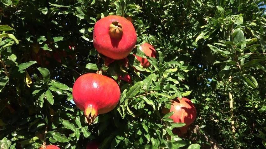Adıyaman'da hasat başladı! Yıllık 500 bin ton üretilen ürün 9 ülkeye ihraç edilecek