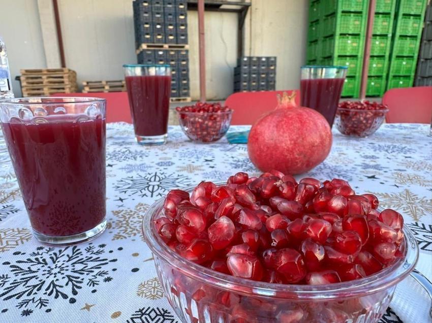 Adıyaman'da hasat başladı! Yıllık 500 bin ton üretilen ürün 9 ülkeye ihraç edilecek