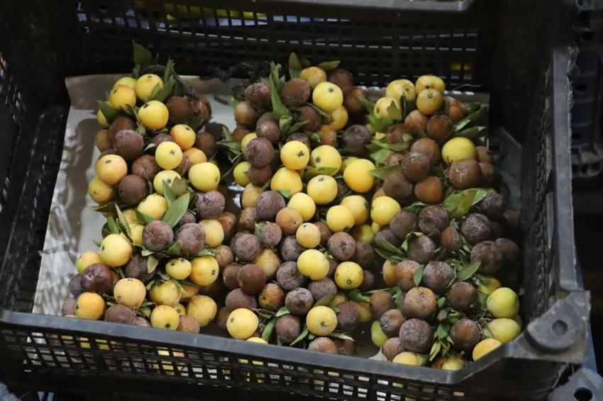 Sivas'ta nadir bulunan şifa kaynağı: İki yılda bir yetişiyor, olgunlaşınca değil çürüyünce yeniyor!