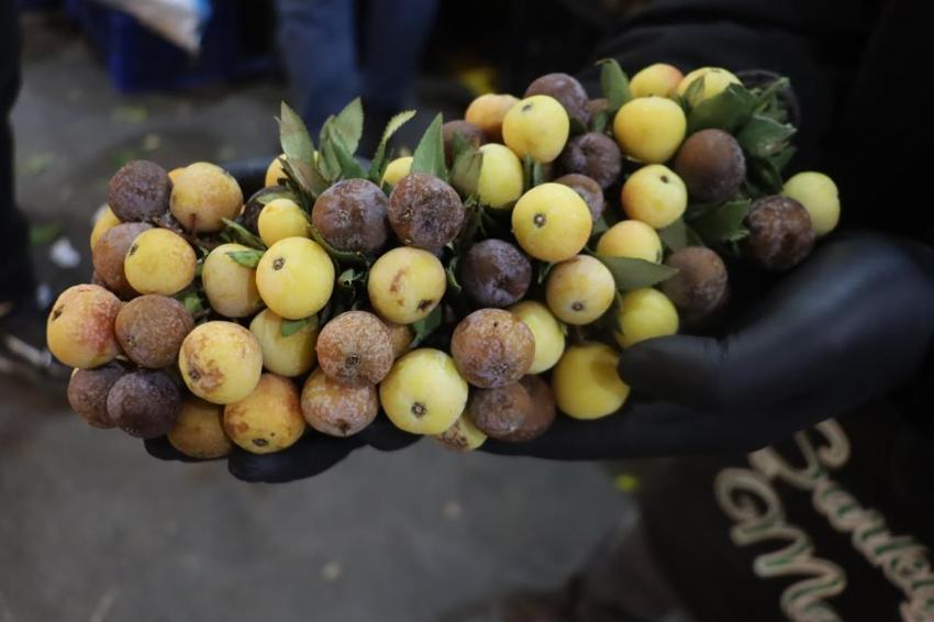 Sivas'ta nadir bulunan şifa kaynağı: İki yılda bir yetişiyor, olgunlaşınca değil çürüyünce yeniyor!