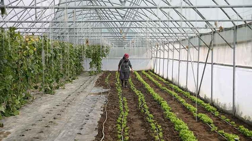 Edirne'de devlet desteğiyle üretim yapan Şirin teyzeye bir müjde daha! 'Bu işte güzel para var'