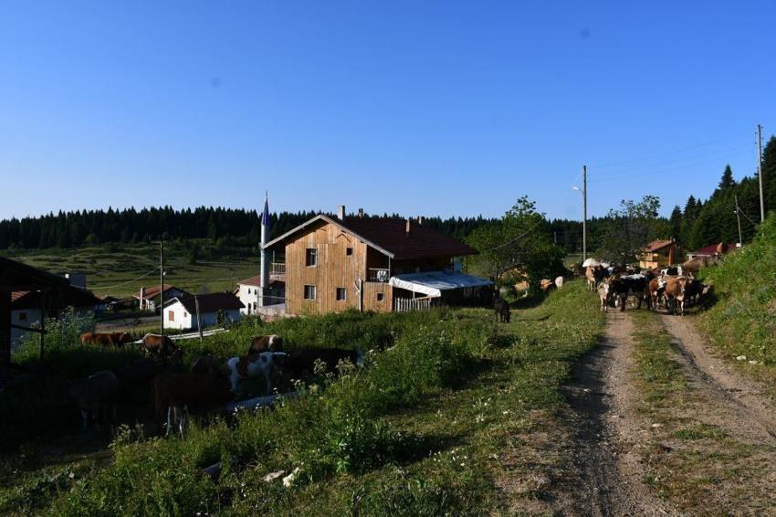 Köylülerin geçim kapısı binlerce metre yüksekte! Güzelliğiyle mest ediyor
