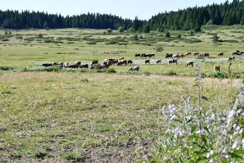 Köylülerin geçim kapısı binlerce metre yüksekte! Güzelliğiyle mest ediyor