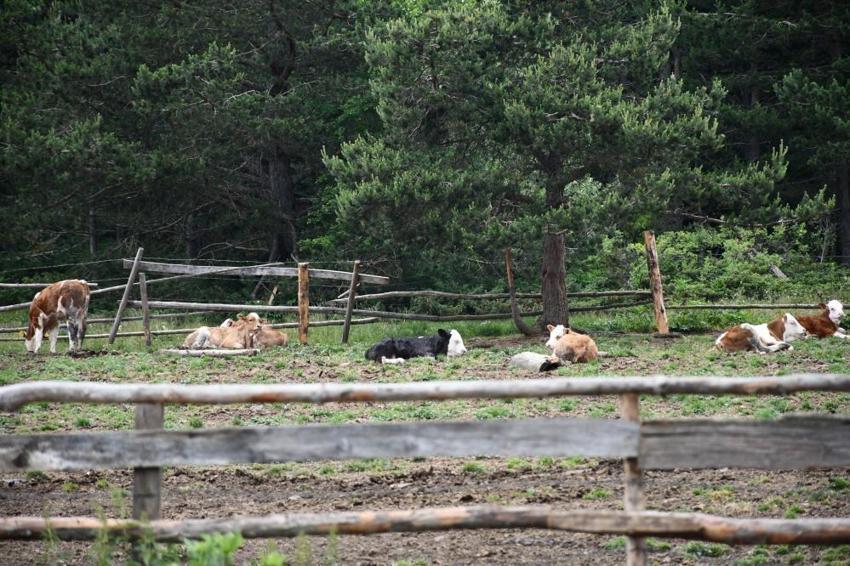 Köylülerin geçim kapısı binlerce metre yüksekte! Güzelliğiyle mest ediyor