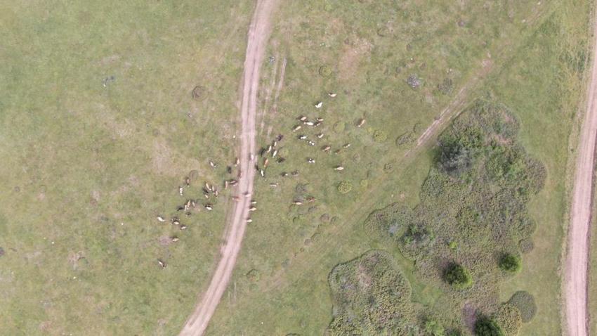 Köylülerin geçim kapısı binlerce metre yüksekte! Güzelliğiyle mest ediyor