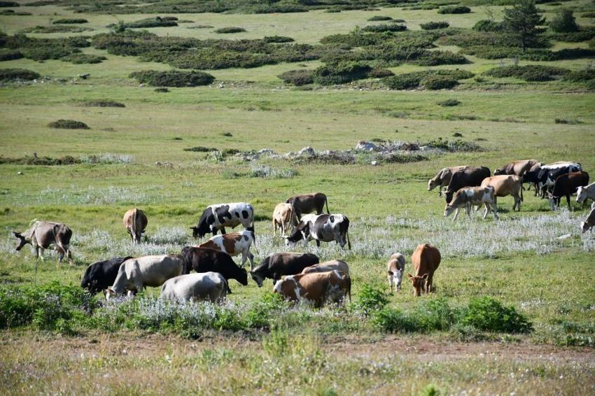 Köylülerin geçim kapısı binlerce metre yüksekte! Güzelliğiyle mest ediyor