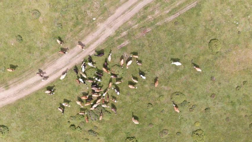 Köylülerin geçim kapısı binlerce metre yüksekte! Güzelliğiyle mest ediyor