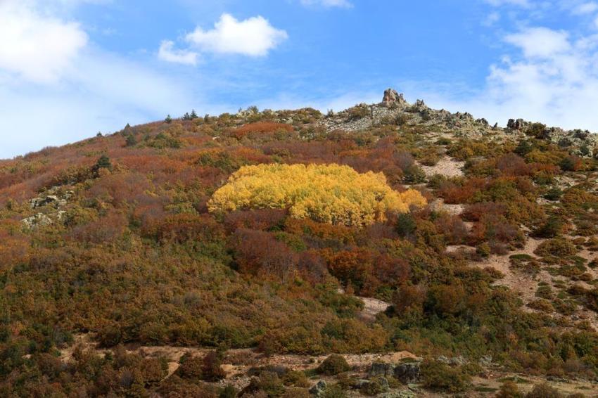 Sivas'ta Kartpostallık manzara! Sonbaharda adeta yağlı boya tablosuna dönüştü