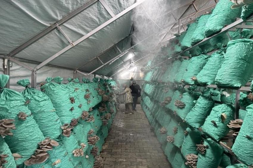 Köyde evin bahçesinde kurdu! 5 yıldızlı otellere 40 ton satış yapıyor: Kadın girişimci çadırda altın buldu