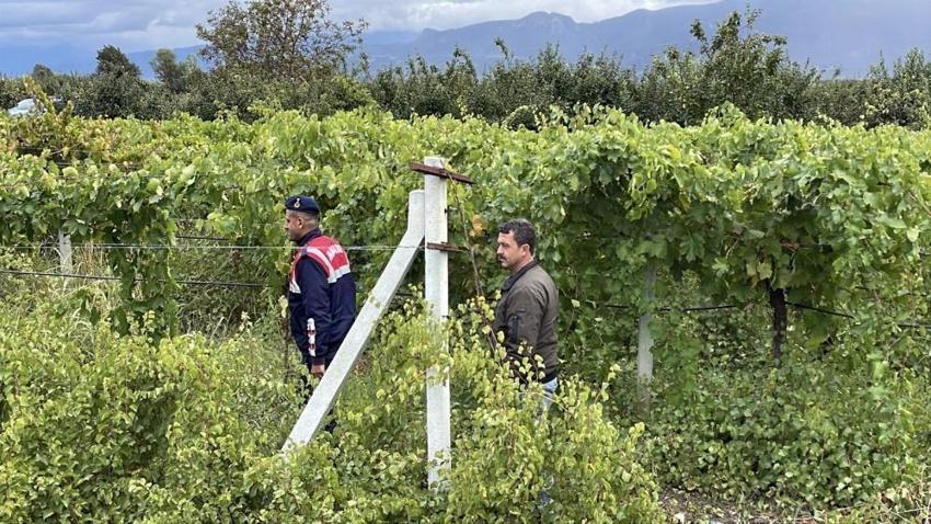 Önce don vurdu şimdi hırsız! Sakarya'da üzüm üreticileri jandarma İle birlikte nöbet tutuyor