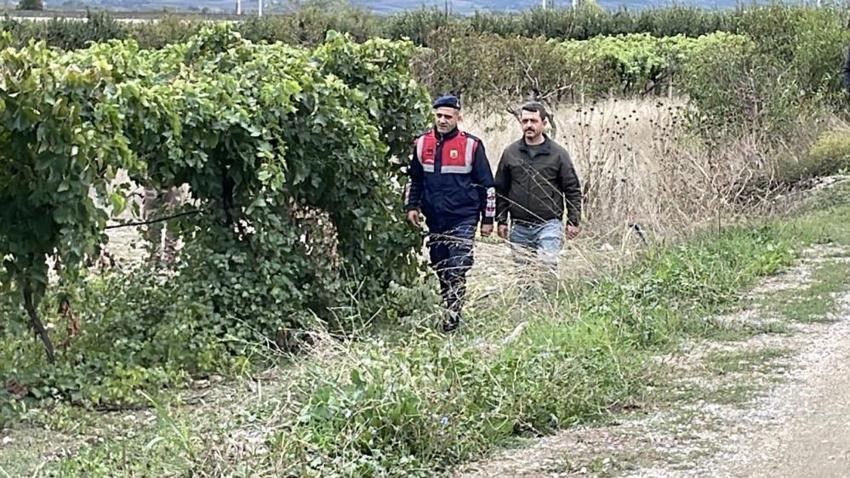 Önce don vurdu şimdi hırsız! Sakarya'da üzüm üreticileri jandarma İle birlikte nöbet tutuyor