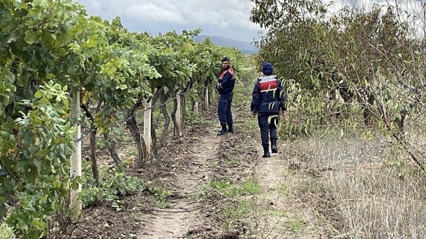 Önce don vurdu şimdi hırsız! Sakarya'da üzüm üreticileri jandarma İle birlikte nöbet tutuyor