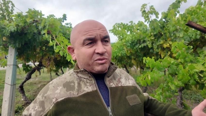 Önce don vurdu şimdi hırsız! Sakarya'da üzüm üreticileri jandarma İle birlikte nöbet tutuyor