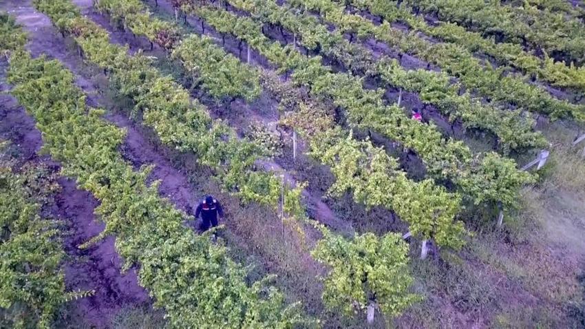 Önce don vurdu şimdi hırsız! Sakarya'da üzüm üreticileri jandarma İle birlikte nöbet tutuyor