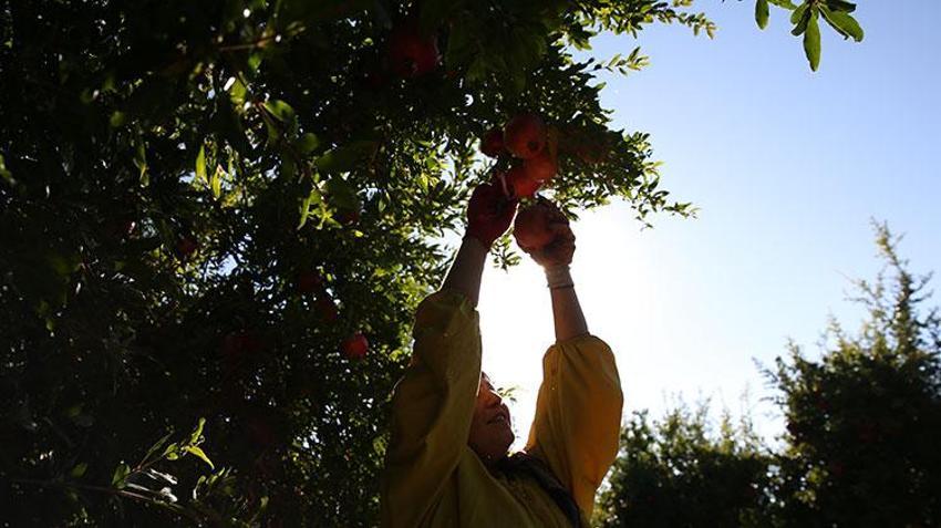 Adıyaman narı dünya sofralarında! Bereketli hasat başladı, 50 bin ton rekolte bekleniyor