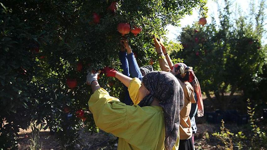 Adıyaman narı dünya sofralarında! Bereketli hasat başladı, 50 bin ton rekolte bekleniyor