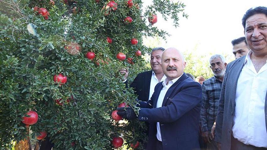 Adıyaman narı dünya sofralarında! Bereketli hasat başladı, 50 bin ton rekolte bekleniyor