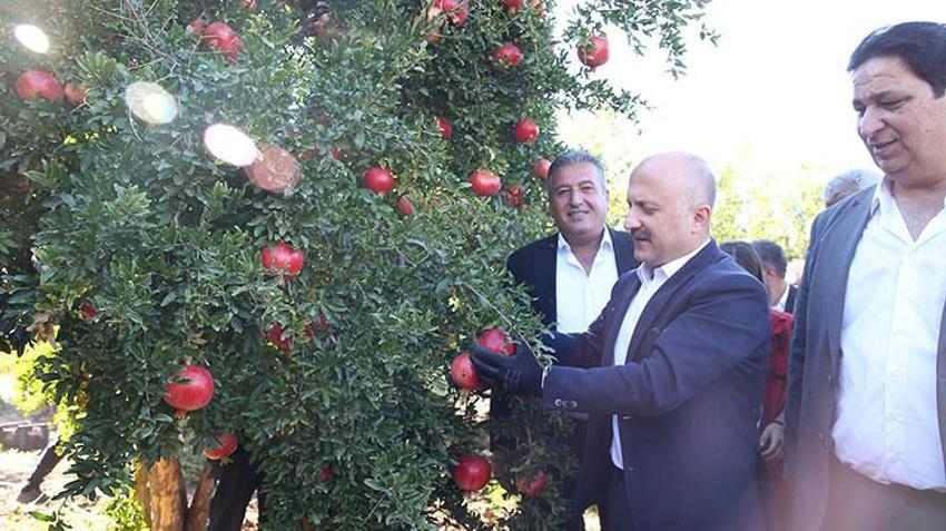 Adıyaman narı dünya sofralarında! Bereketli hasat başladı, 50 bin ton rekolte bekleniyor