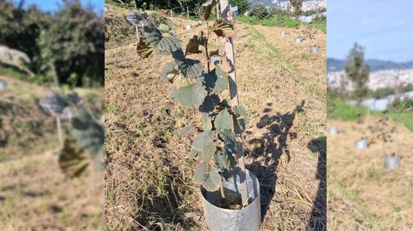 Fındıkta yeni nesil üretim! Yeni klonlarla verim ve hasat kolaylığı artıyor