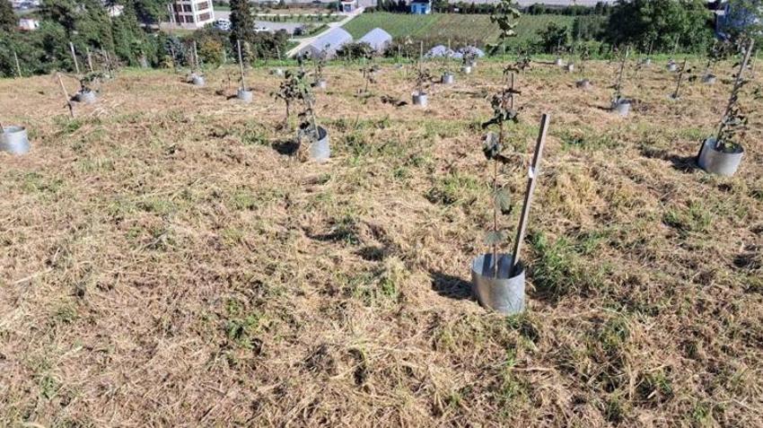 Fındıkta yeni nesil üretim! Yeni klonlarla verim ve hasat kolaylığı artıyor