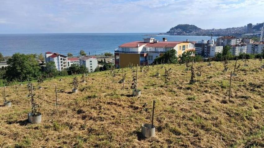 Fındıkta yeni nesil üretim! Yeni klonlarla verim ve hasat kolaylığı artıyor