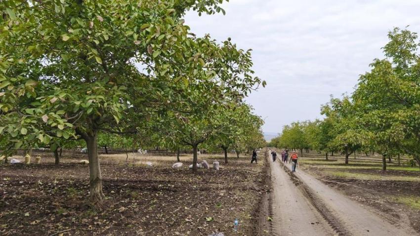 Edirne'de kuraklık ceviz rekoltesini vurdu! İpsala'da üretici alarmda
