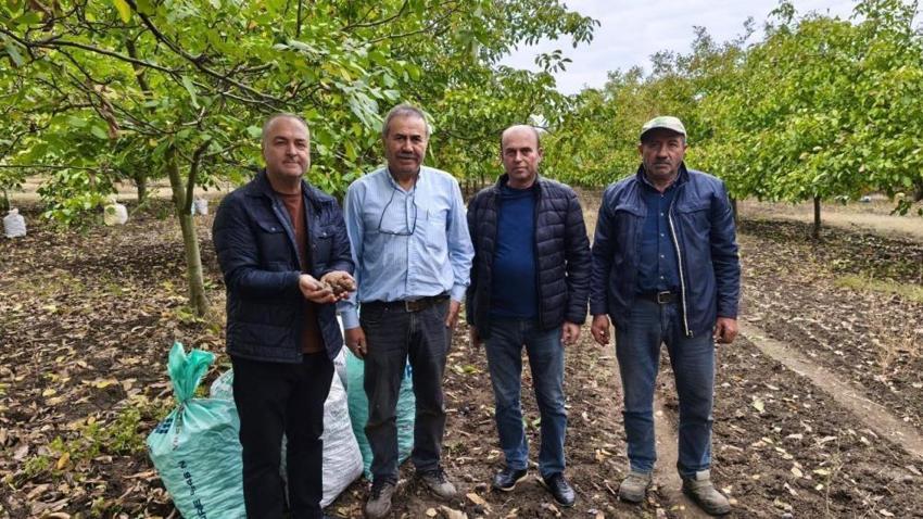Edirne'de kuraklık ceviz rekoltesini vurdu! İpsala'da üretici alarmda