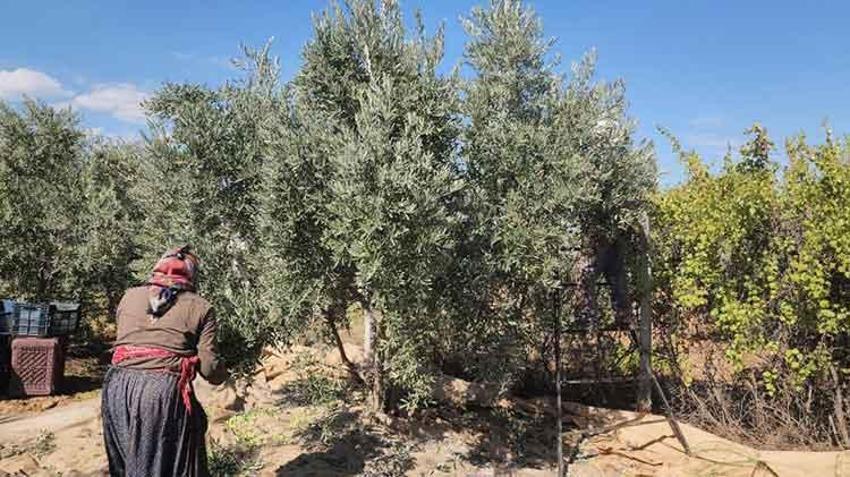 Hatay'da sofralık zeytin hasadı başladı! Fiyatı ve rekoltesi çiftçiyi memnun etti